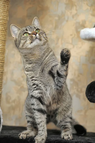 Tabby european shorthair cat — Stock fotografie