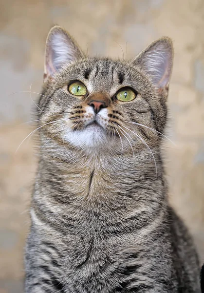 Tabby european shorthair cat — 스톡 사진