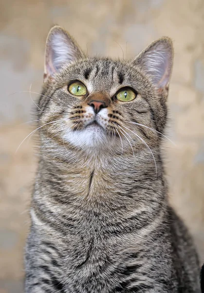 Tabby european shorthair cat — Stok fotoğraf