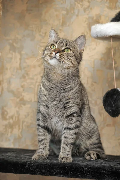 Tabby european shorthair cat — Stock fotografie