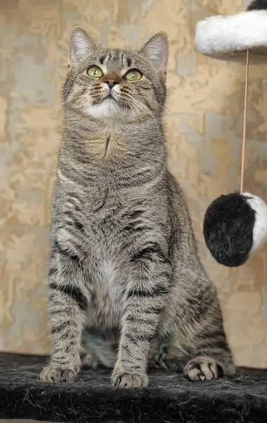 Tabby european shorthair cat — kuvapankkivalokuva