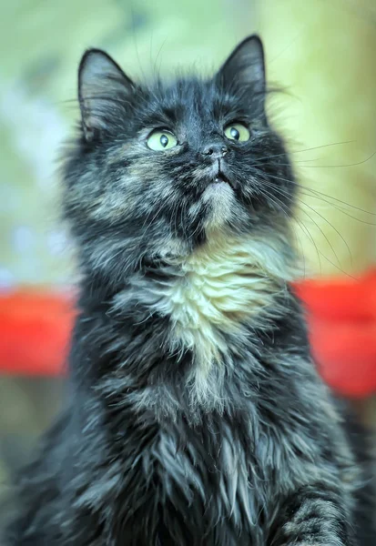 Gato preto e vermelho — Fotografia de Stock