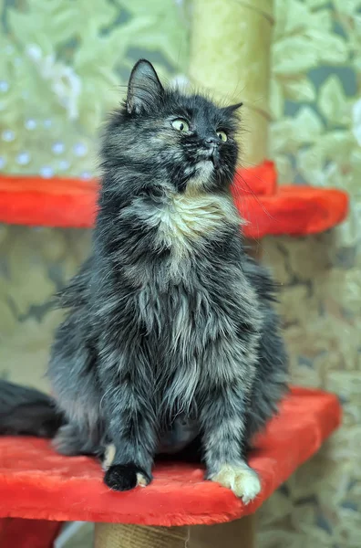 Gato preto e vermelho — Fotografia de Stock