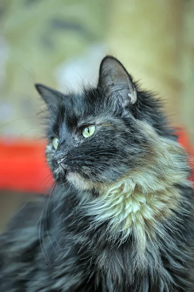 Gato preto e vermelho — Fotografia de Stock