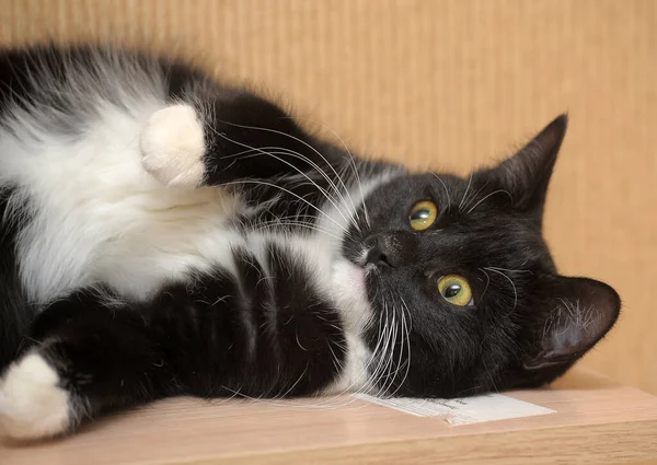 Zwart-wit speelse kat — Stockfoto
