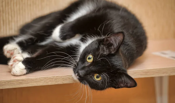 Gato juguetón blanco y negro — Foto de Stock