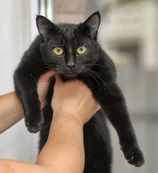 Gato preto nas mãos — Fotografia de Stock
