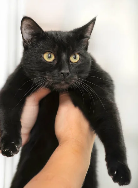 Černá kočka v rukou — Stock fotografie