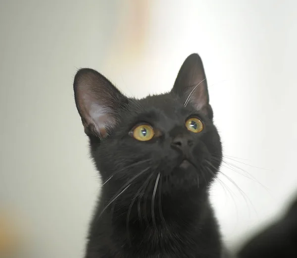 Černá kočka se žlutýma očima — Stock fotografie