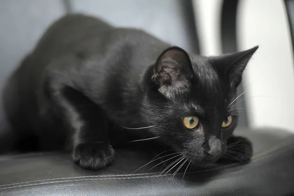Czarny kot z żółtymi oczami — Zdjęcie stockowe