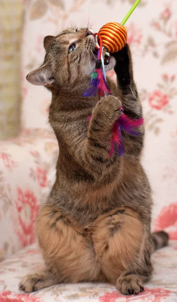 Rayado con un marrón gato juega — Foto de Stock