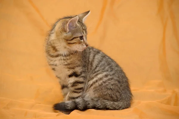 茶色の縞模様の子猫 — ストック写真