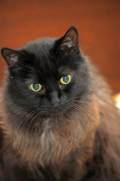 Чёрный и коричневый кот — стоковое фото