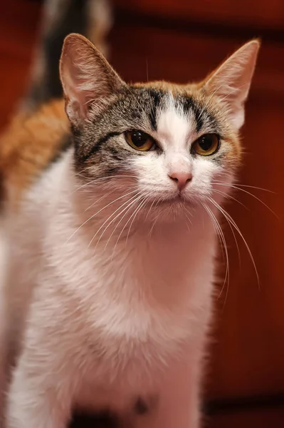 Trójkolorowy kot z żółtymi oczami — Zdjęcie stockowe