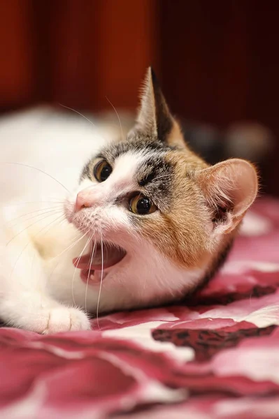 Dreifarbige Katze mit gelben Augen — Stockfoto