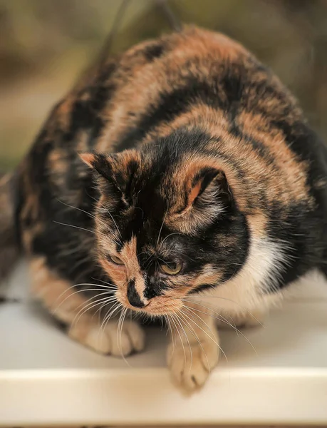 Tricolor weibliche Katze mit gelben Augen — Stockfoto