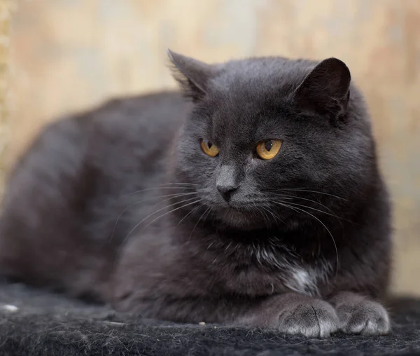 Gray cat with yellow eyes — Stock Photo, Image