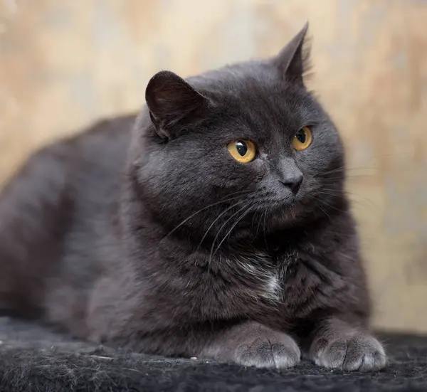 Gato gris con ojos amarillos —  Fotos de Stock