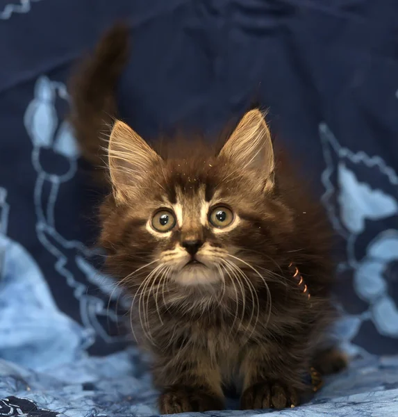 Fluffy Siberian kitten with beads on a blue background — Stock Photo, Image