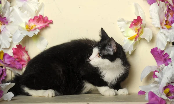 Gato preto e branco — Fotografia de Stock