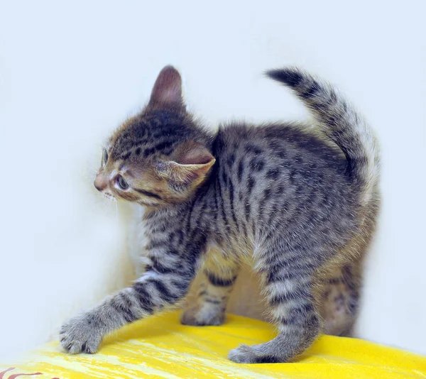 Gestreiftes Kätzchen spielt gewölbt zurück — Stockfoto