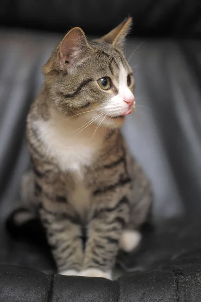 Striped with white european shorthair — Stock Photo, Image