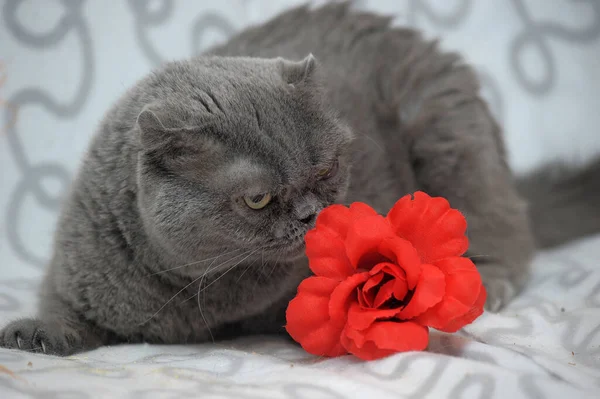 Cinza scotland dobrar gato ao lado de uma flor vermelha — Fotografia de Stock