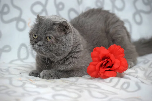 Chat pliant écossais gris à côté d'une fleur rouge — Photo