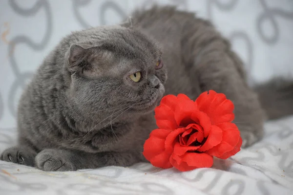 Gray scotland fold cat next to a red flower — Stock Photo, Image