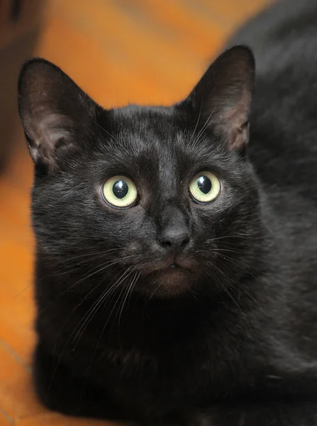Schwarze Katze mit traurigem Blick — Stockfoto