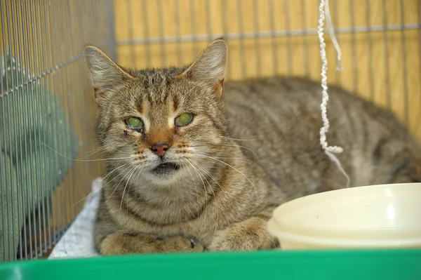 Gato enjaulado en el refugio — Foto de Stock