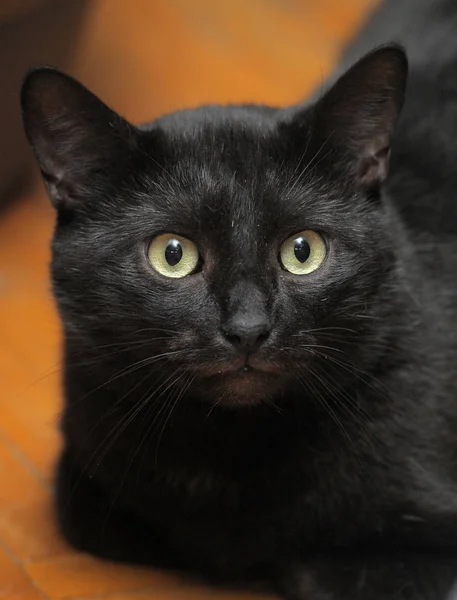 Schwarze Katze mit traurigem Blick — Stockfoto