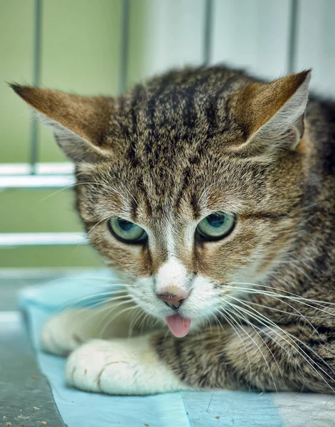 Gato enjaulado no abrigo — Fotografia de Stock