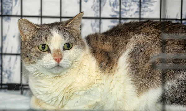 Chat en cage dans l'abri — Photo