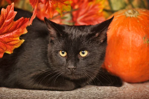 Gato negro con calabazas y hojas de arce, concepto de otoño , — Foto de Stock