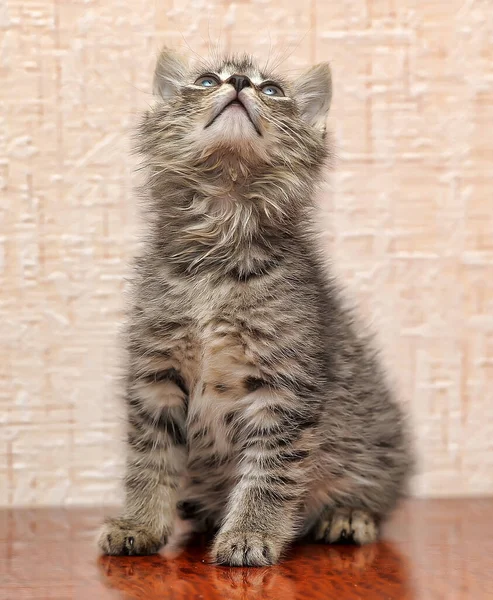 Gatito esponjoso, marrón con gris — Foto de Stock
