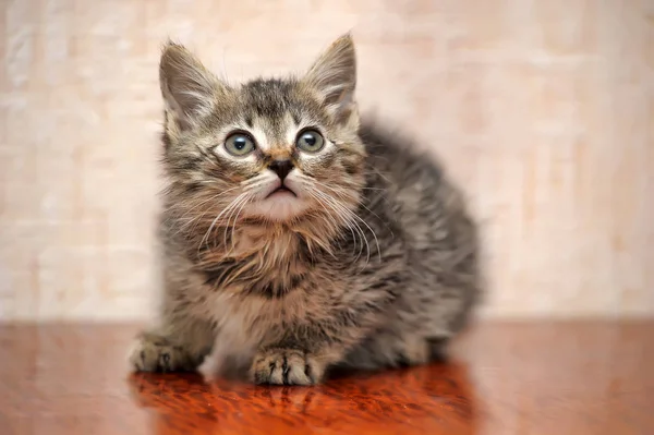 Gatito esponjoso, marrón con gris —  Fotos de Stock
