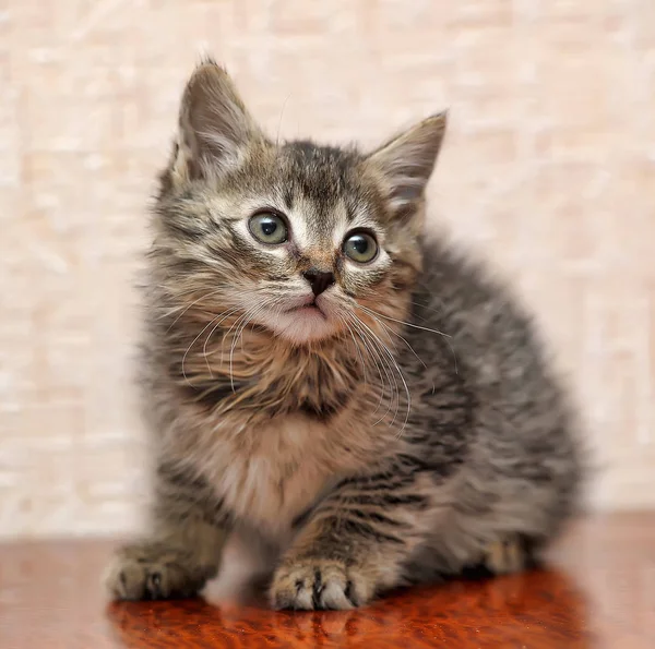 Flauschiges Kätzchen, braun mit grau — Stockfoto