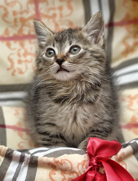 Маленький пухнастий кошеня і лук — стокове фото