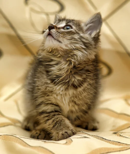 Fluffy kitten, brown with gray — Stock Photo, Image