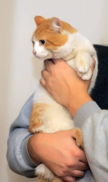 Vermelho triste com um gato branco — Fotografia de Stock