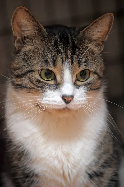 Listrado com um gato branco em uma gaiola em um abrigo — Fotografia de Stock