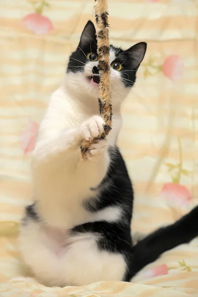 Brincalhão gato preto e branco — Fotografia de Stock