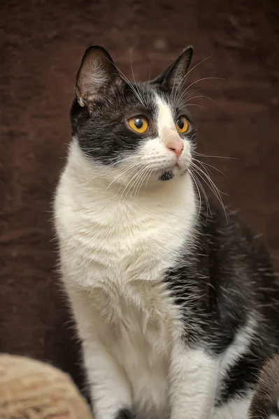 Zwarte en witte kat — Stockfoto