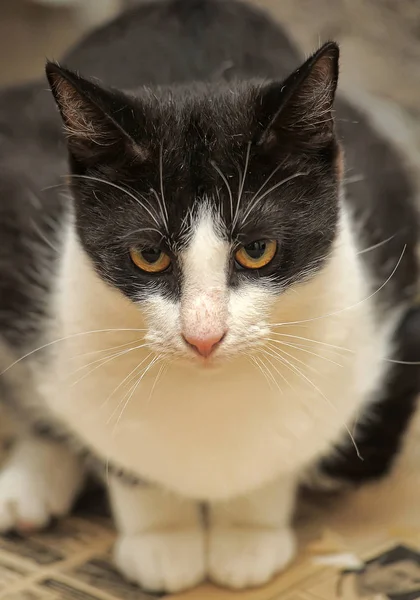 Gato em um abrigo animal — Fotografia de Stock