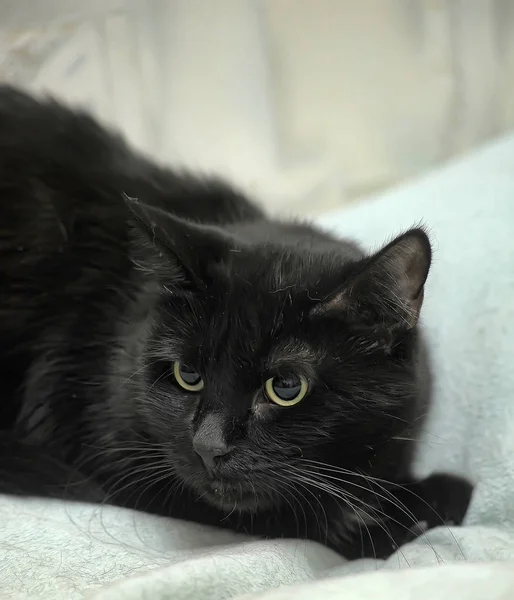 Black cat with yellow eyes — Stock Photo, Image