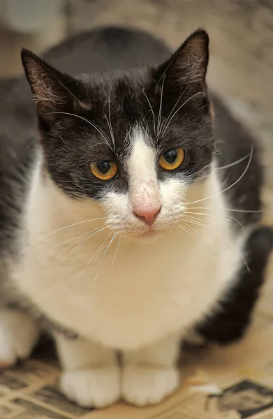 Gato em um abrigo animal — Fotografia de Stock