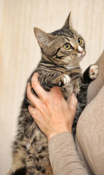 Gestreept met witte mooie kat — Stockfoto