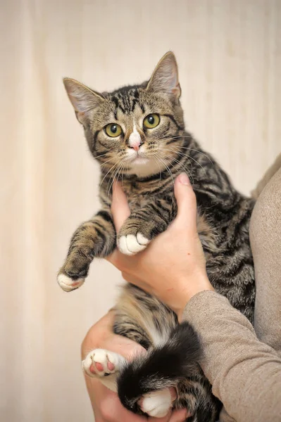 Rayas con blanco hermoso gato — Foto de Stock