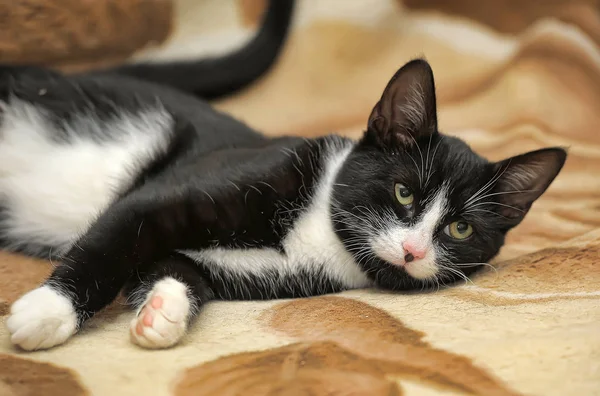 Gato preto e branco de pêlo curto — Fotografia de Stock